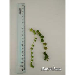 Два черенка Крестовник роули (Senecio rowleyanus)