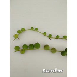 Два черенка Крестовник роули (Senecio rowleyanus)