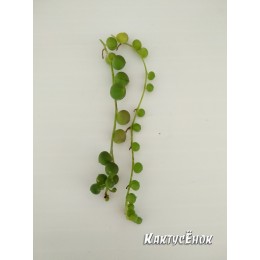 Два черенка Крестовник роули (Senecio rowleyanus)