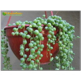 Два черенка Крестовник роули (Senecio rowleyanus)