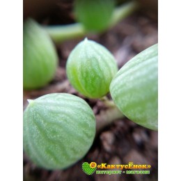 Два черенка Крестовник роули (Senecio rowleyanus)