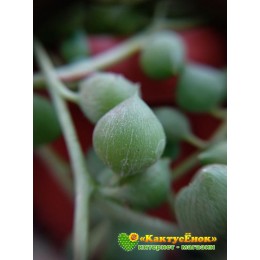 Два черенка Крестовник роули (Senecio rowleyanus)