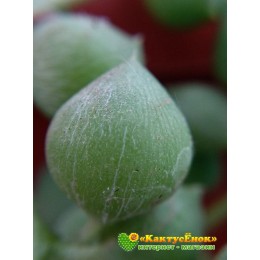 Два черенка Крестовник роули (Senecio rowleyanus)