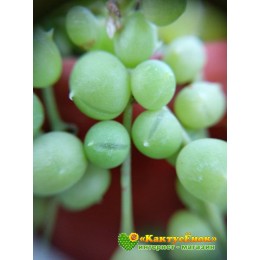 Два черенка Крестовник роули (Senecio rowleyanus)