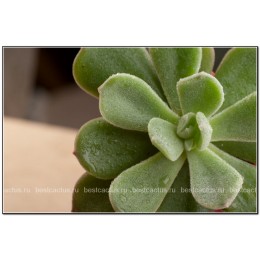 2 листовых черенка Эхеверия подушковидная (Echeveria pulvinata, эхеверия пульвината)