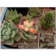 2 листовых черенка Эхеверия подушковидная (Echeveria pulvinata, эхеверия пульвината)