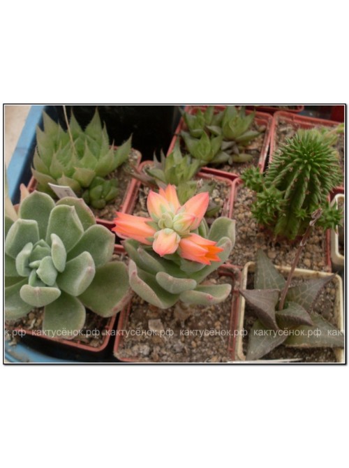 2 листовых черенка Эхеверия подушковидная (Echeveria pulvinata, эхеверия пульвината)