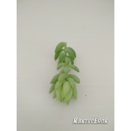 Черенок седум Моргана (Sedum morganianum)