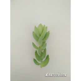 Черенок седум Моргана (Sedum morganianum)