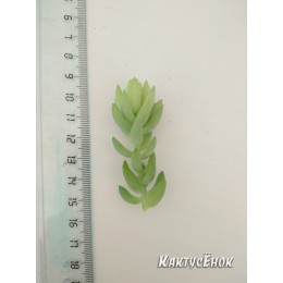 Черенок седум Моргана (Sedum morganianum)