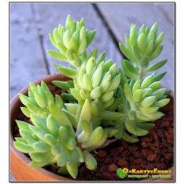 Черенок седум Моргана (Sedum morganianum)