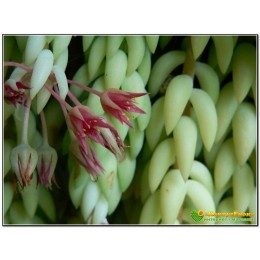 Черенок седум Моргана (Sedum morganianum)
