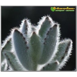 2 листовых черенка Каланхоэ войлочное (Kalanchoe tomentosa, каланхое томентоза)