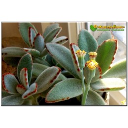 2 листовых черенка Каланхоэ войлочное (Kalanchoe tomentosa, каланхое томентоза)