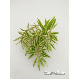 Два черенка очиток линейный (sedum lineare variegatum)