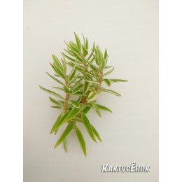 Два черенка очиток линейный (sedum lineare variegatum)