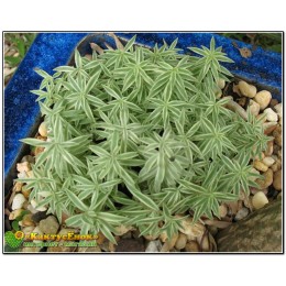 Два черенка очиток линейный (sedum lineare variegatum)