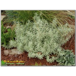 Два черенка очиток линейный (sedum lineare variegatum)