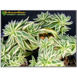Два черенка очиток линейный (sedum lineare variegatum)