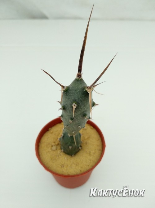 Тефрокактус  членистый (Tephrocactus articulatus v. Papyracanthus артикулатус  папирокантус) с темной колючкой