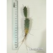 Тефрокактус  членистый (Tephrocactus articulatus v. Papyracanthus артикулатус  папирокантус) с темной колючкой