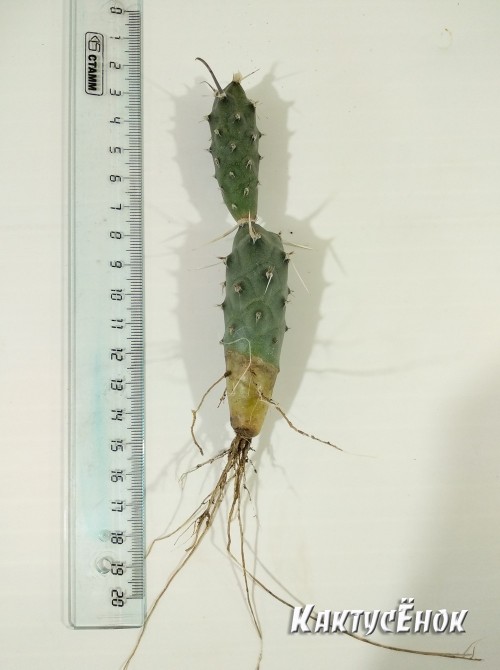 Тефрокактус  членистый (Tephrocactus articulatus v. Papyracanthus артикулатус  папирокантус) с темной колючкой