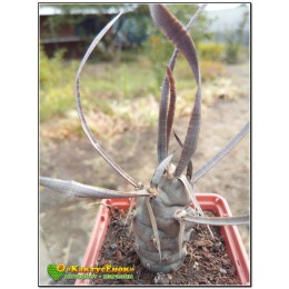 Тефрокактус  членистый (Tephrocactus articulatus v. Papyracanthus артикулатус  папирокантус) с темной колючкой