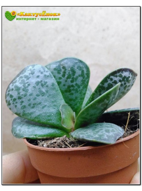 Листовой черенок Адромискус Кареофулацеус (adromischus caryophyllaceus) 