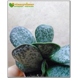Листовой черенок Адромискус Кареофулацеус (adromischus caryophyllaceus) 