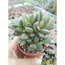 2 листовых черенка Адромискус Хемисфаерикус (adromischus hemisphaericus)