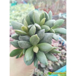 2 листовых черенка Адромискус Хемисфаерикус (adromischus hemisphaericus)