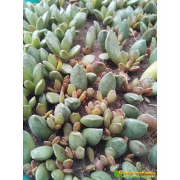 2 листовых черенка Адромискус Хемисфаерикус (adromischus hemisphaericus)
