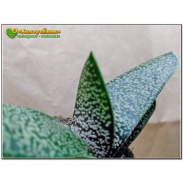 Гастерия пятнистая гладкая форма (Gasteria maculata, гастерия макулата)