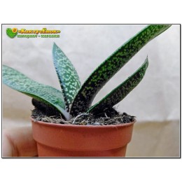 Гастерия пятнистая гладкая форма (Gasteria maculata, гастерия макулата)