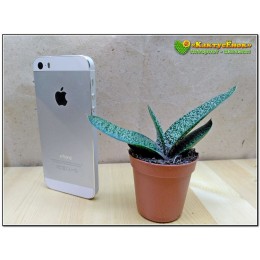 Гастерия пятнистая гладкая форма (Gasteria maculata, гастерия макулата)