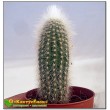 Клейстокактус Штрауса (Cleistocactus strausii)