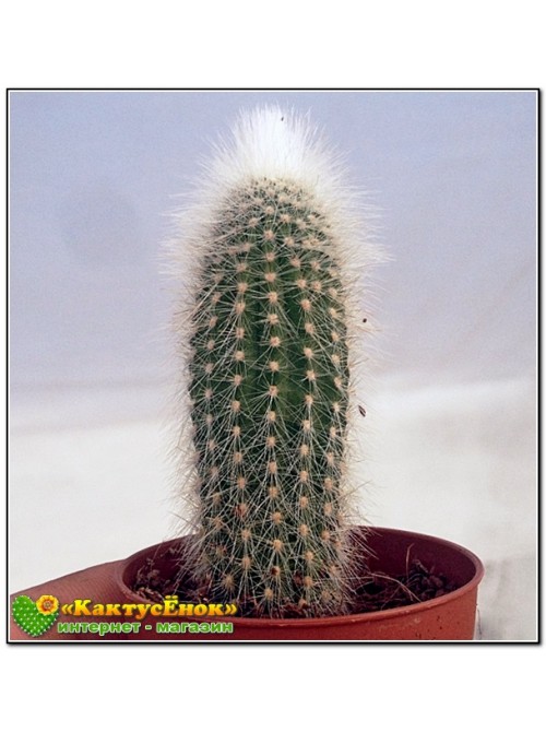 Клейстокактус Штрауса (Cleistocactus strausii)