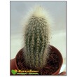 Клейстокактус Штрауса (Cleistocactus strausii)