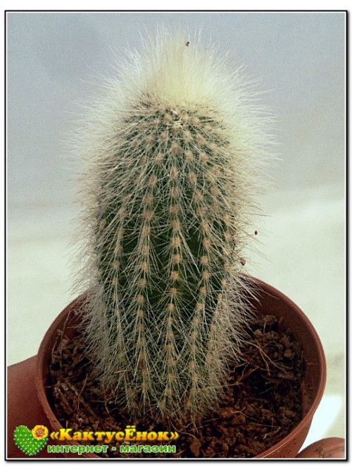 Клейстокактус Штрауса (Cleistocactus strausii)