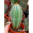 Пилозоцереус лазурный (Pilosocereus azureus)