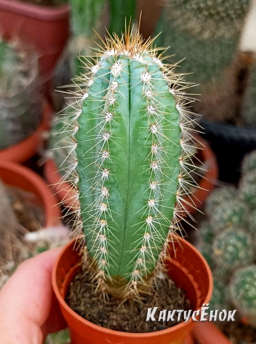 Пилозоцереус лазурный (Pilosocereus azureus)