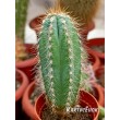 Пилозоцереус лазурный (Pilosocereus azureus)