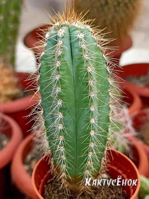 Пилозоцереус лазурный (Pilosocereus azureus)