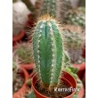 Пилозоцереус лазурный (Pilosocereus azureus)