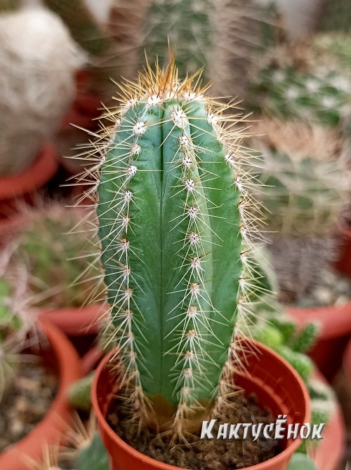 Пилозоцереус лазурный (Pilosocereus azureus)