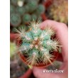 Пилозоцереус лазурный (Pilosocereus azureus)