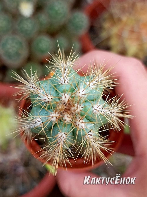 Пилозоцереус лазурный (Pilosocereus azureus)