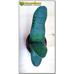 Гастерия пятнистая шершавый лист (Gasteria maculata, гастерия макулата)