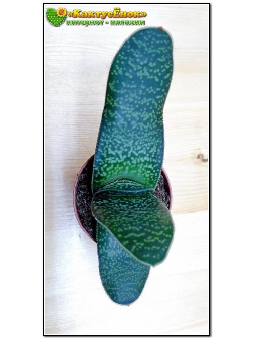 Гастерия пятнистая шершавый лист (Gasteria maculata, гастерия макулата)