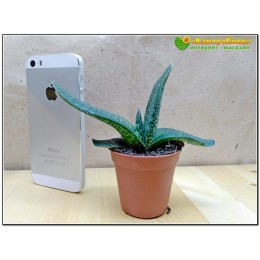 Гастерия пятнистая шершавый лист (Gasteria maculata, гастерия макулата)